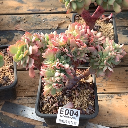 霞光缀化004 亏本处理退款拉黑需延迟发货