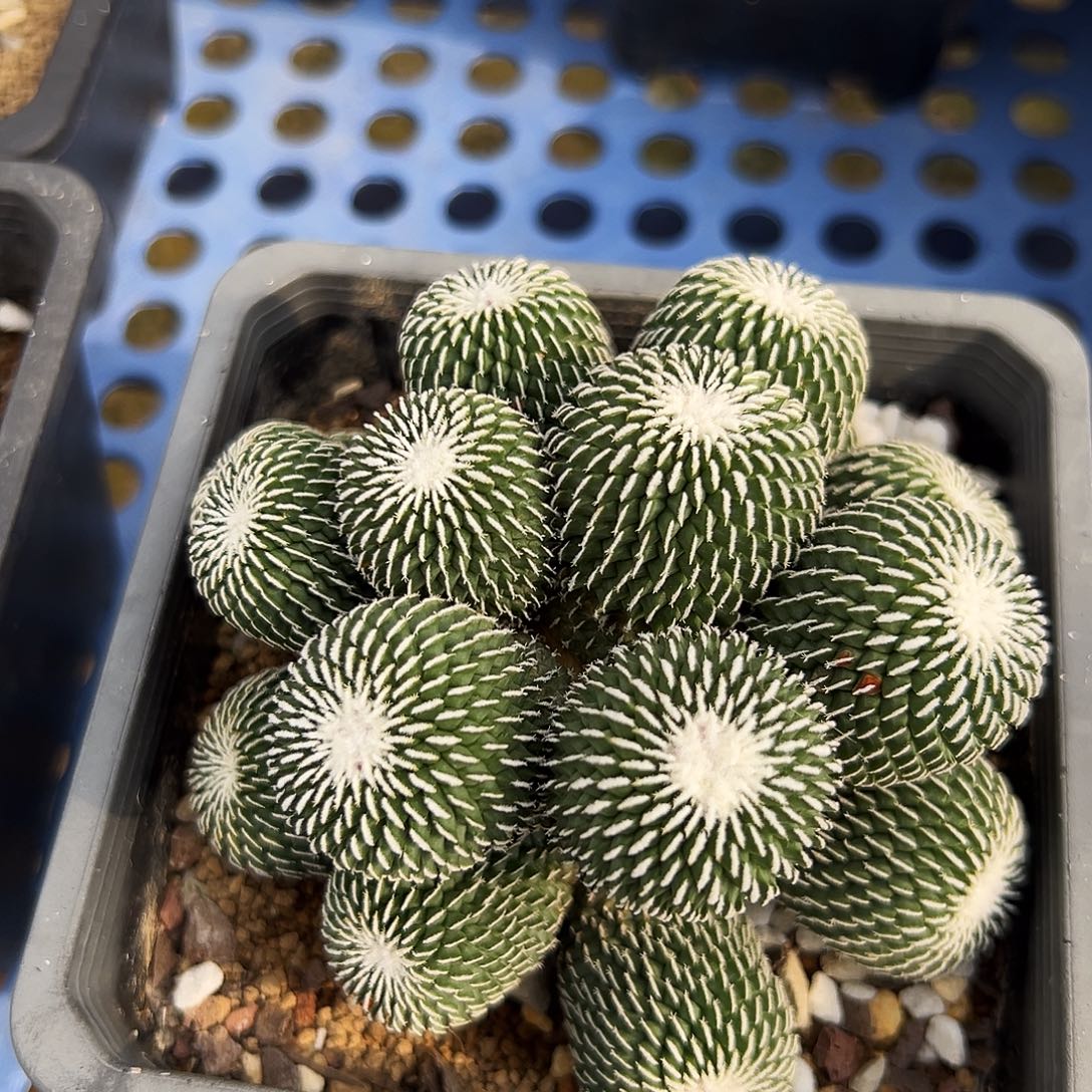 玉***米自根精巧殿刺缀仙人球