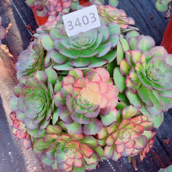 淡***静海王七彩特价多肉