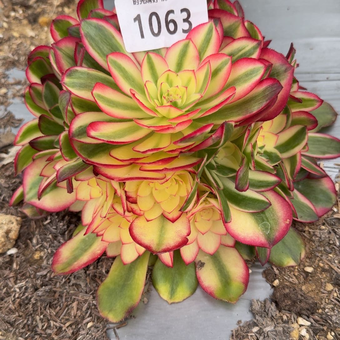 0163荔枝。多肉植物