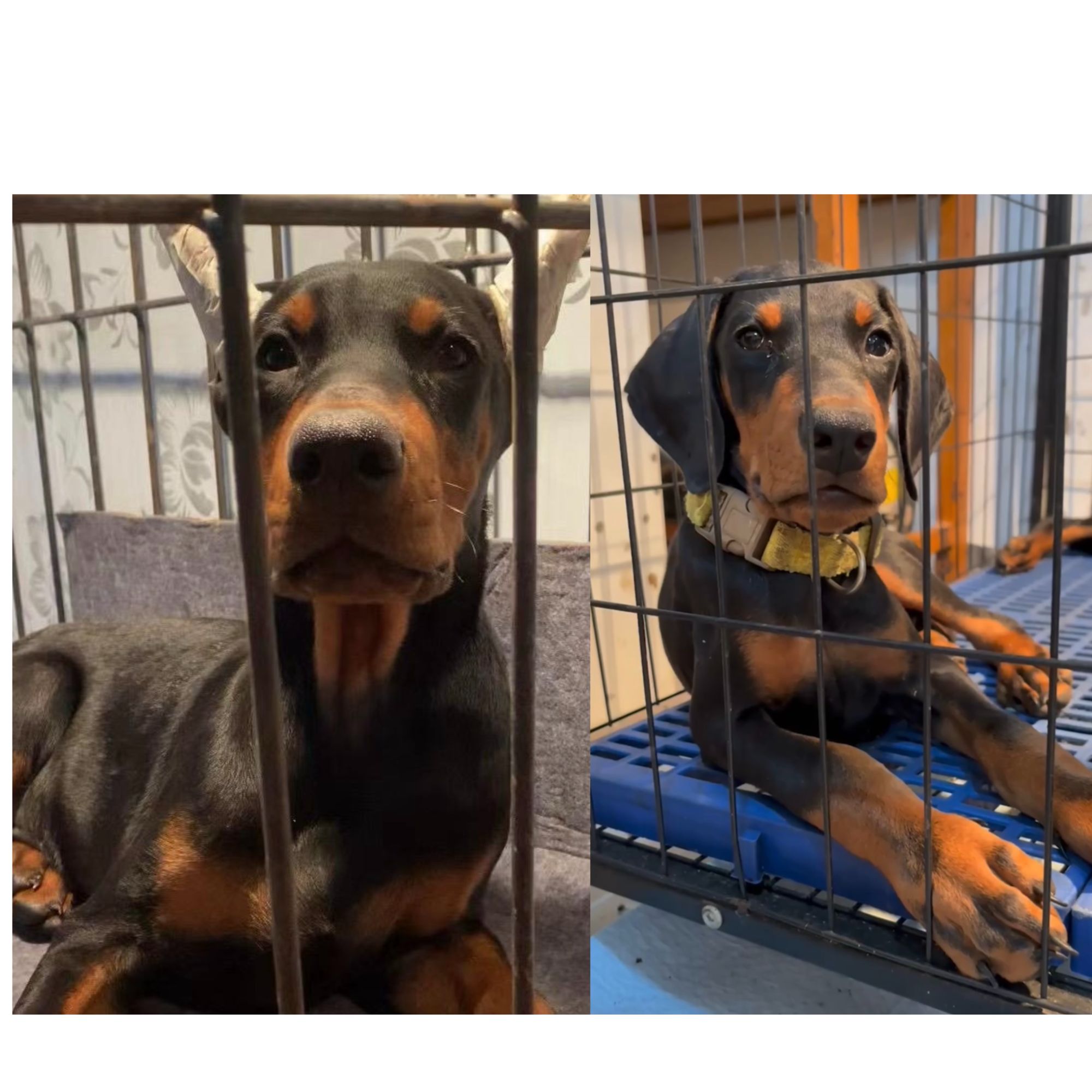 （陈欣PP杜宾）T狗狗活体