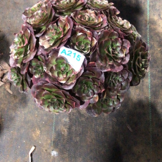 吉***意无花朵215号魅金法师多肉植物