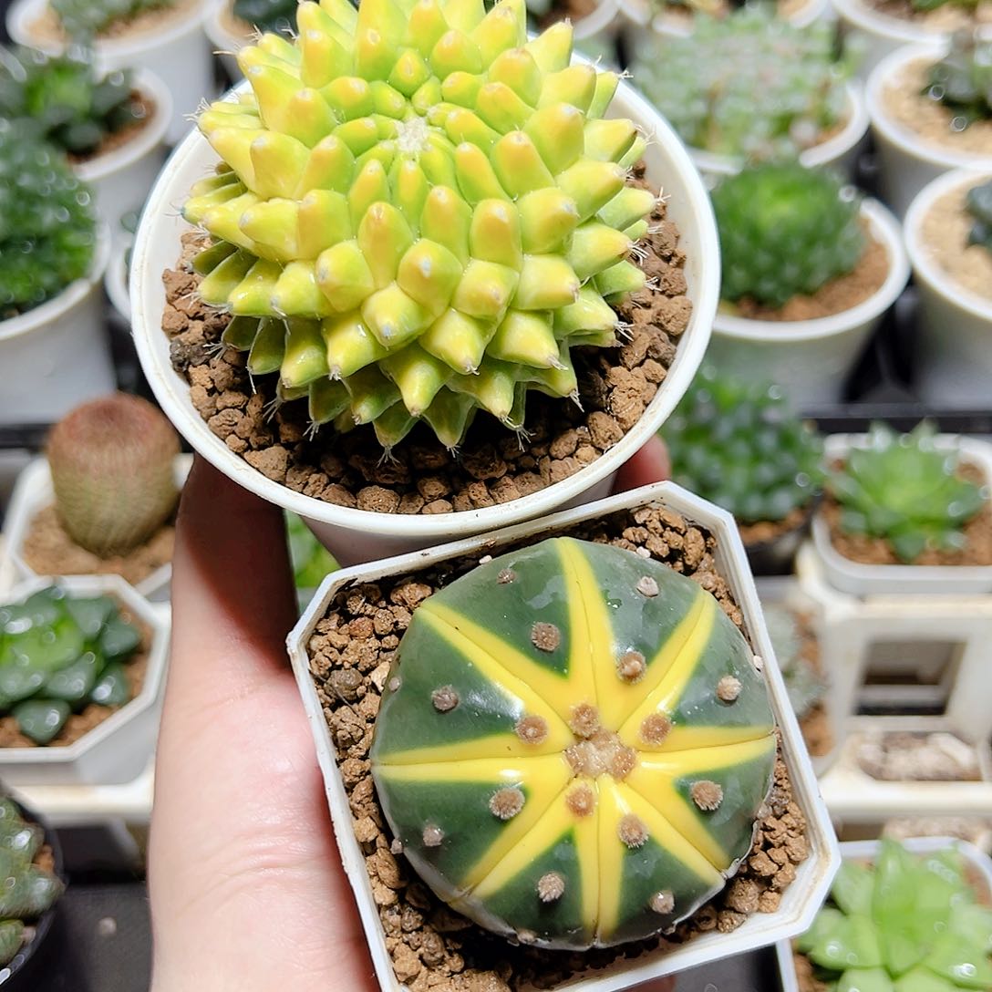 星兜锦➕菠萝球发货