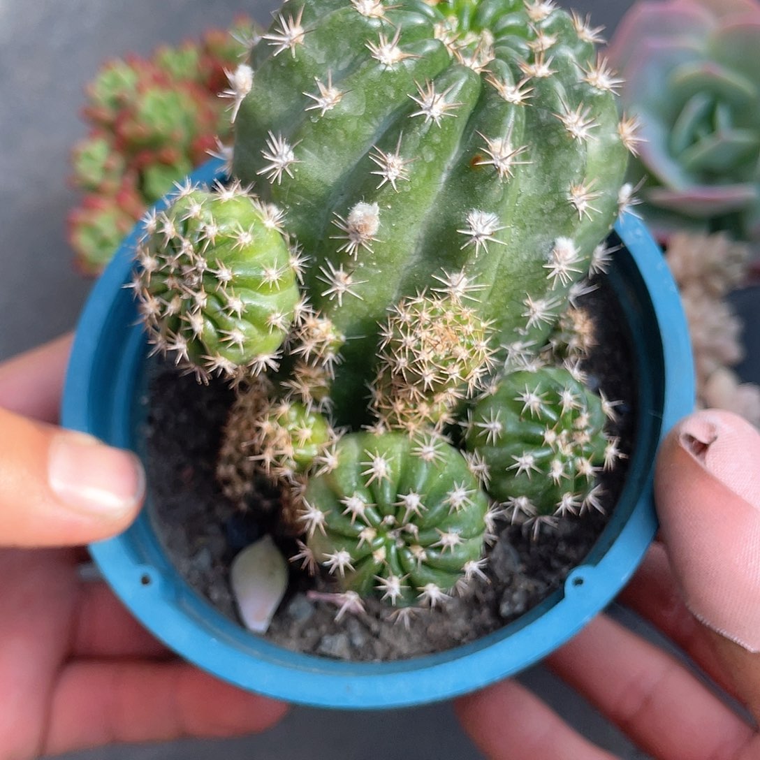 捧****开花仙人球福利带盆发货