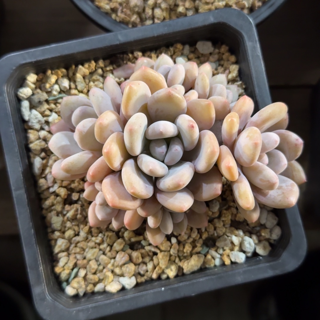 三明治美人1111111111111111