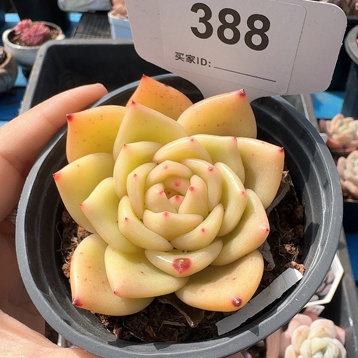 杂交多肉植物388
