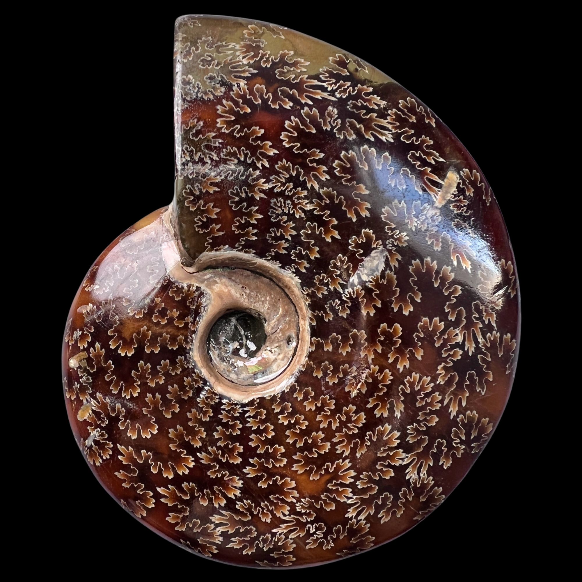 【 叶菊石（摆件）】114mm 玉化 马达加斯加 古贝壳 C4