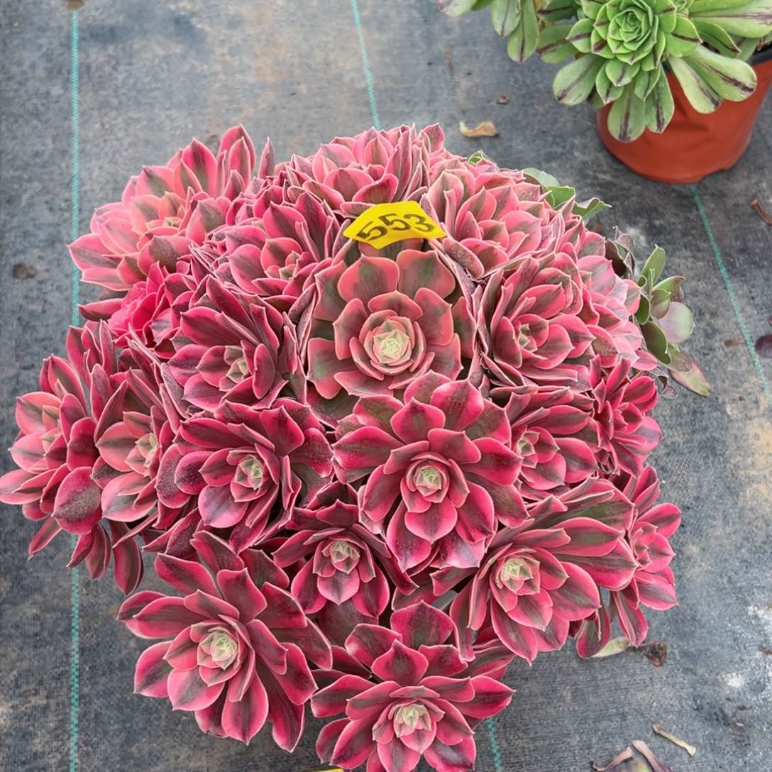 553红粉佳人法师多肉