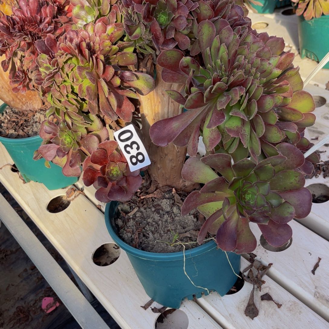 荷兰法师7//////32包邮