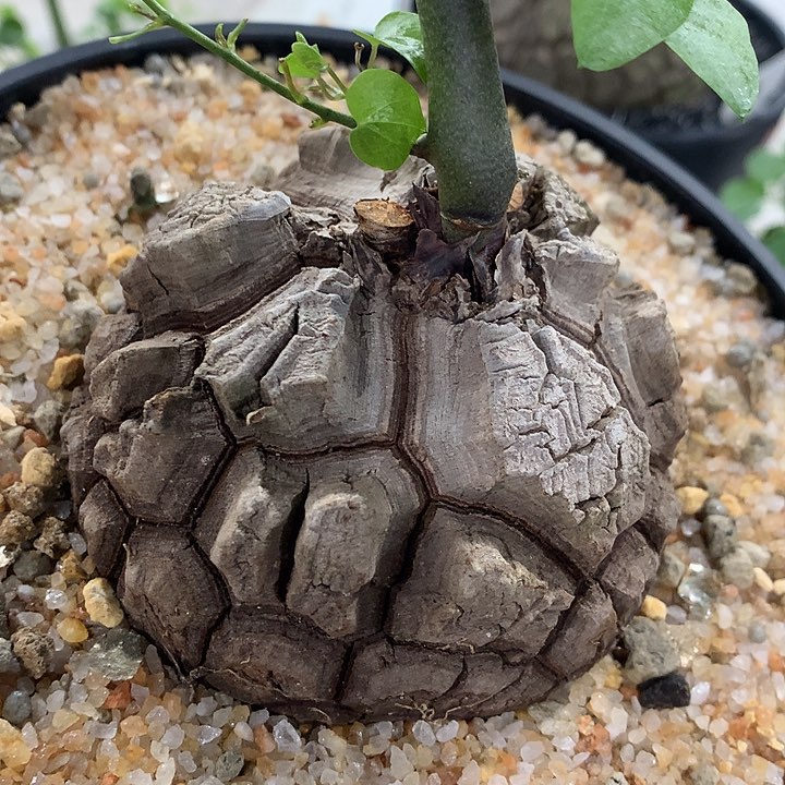 117龟甲龙8.3公分66666666666