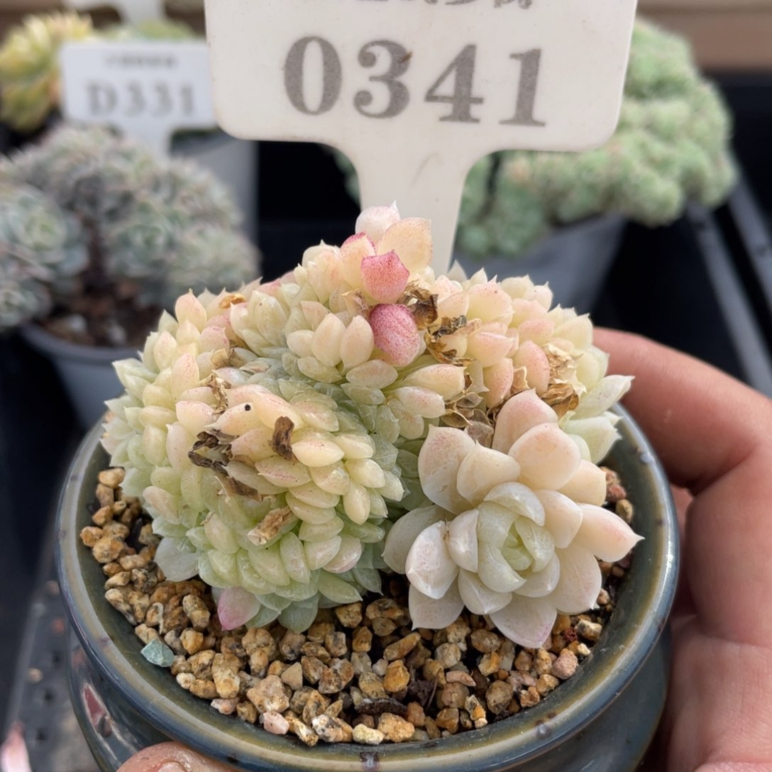 0341白月影不带盆7厘米