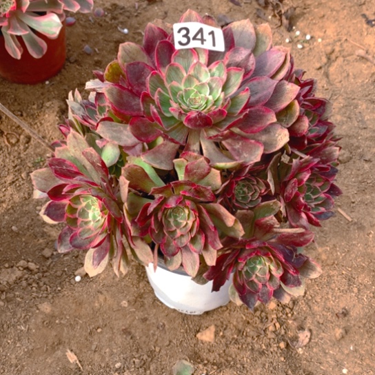 无花朵341多肉植物莲花座