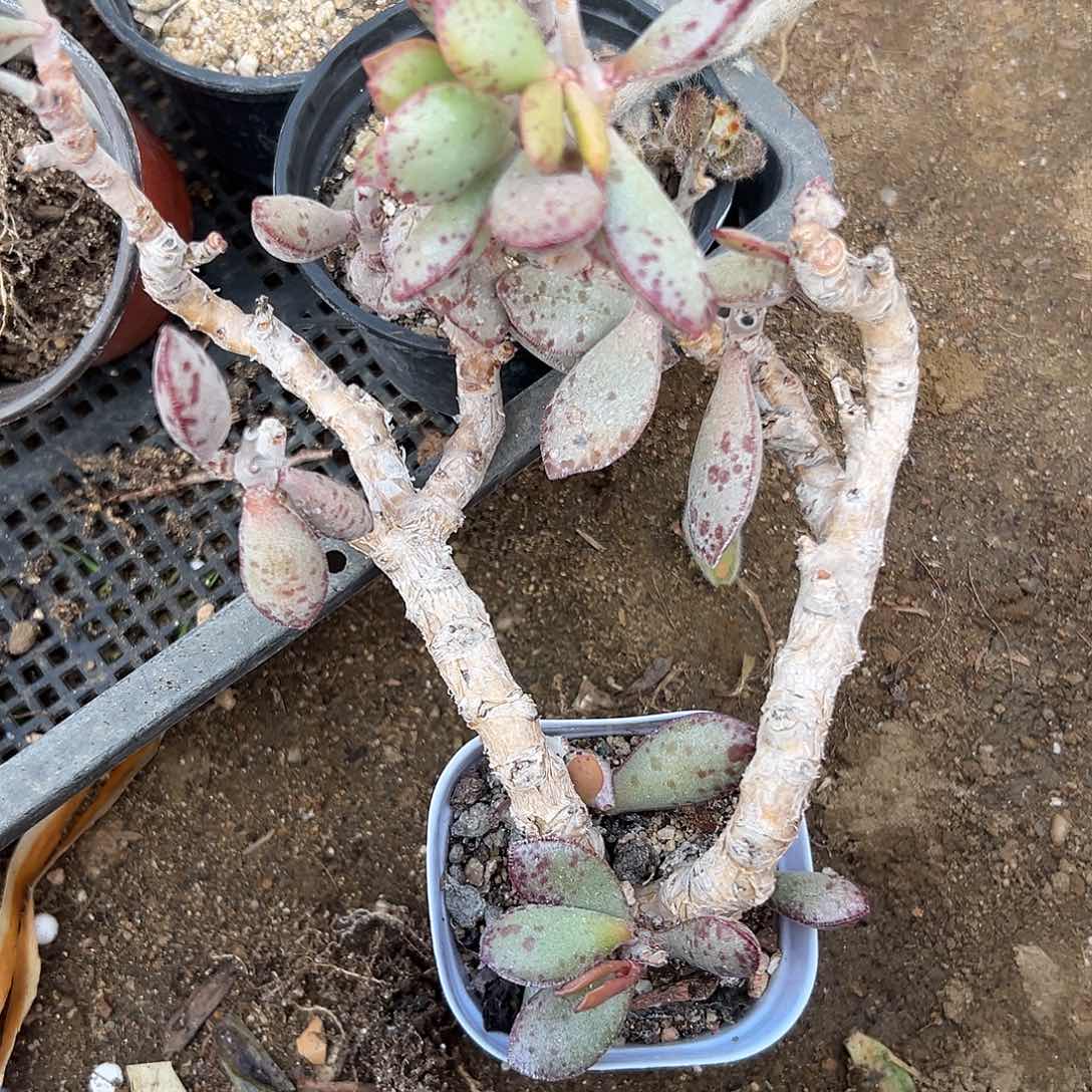 多肉植物多肉植物