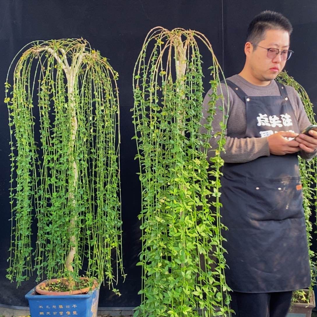 三台迎春，一物一拍，落叶，