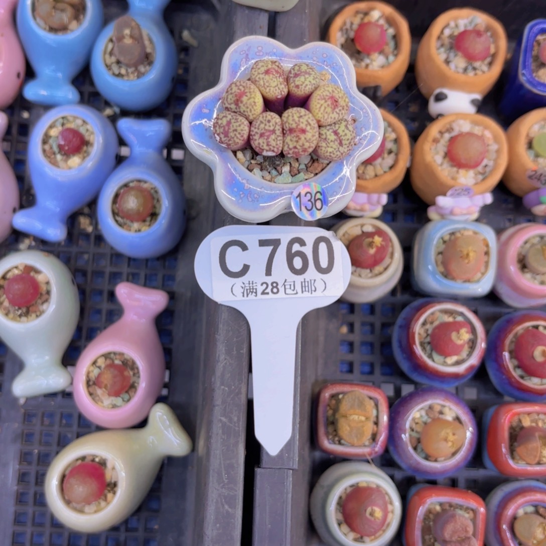 C760麻嘴一物一拍