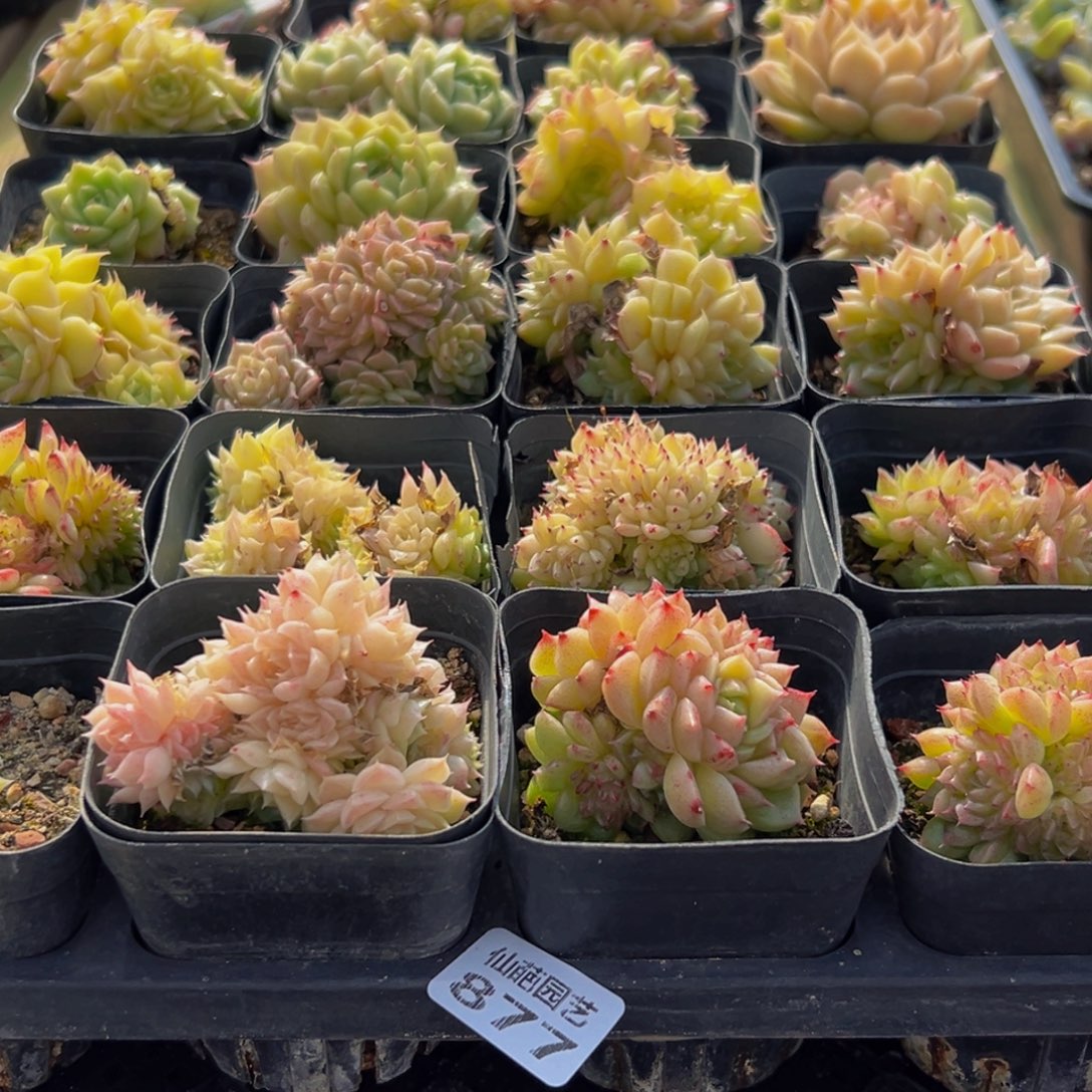 徐***婕877多肉葡萄的味道是