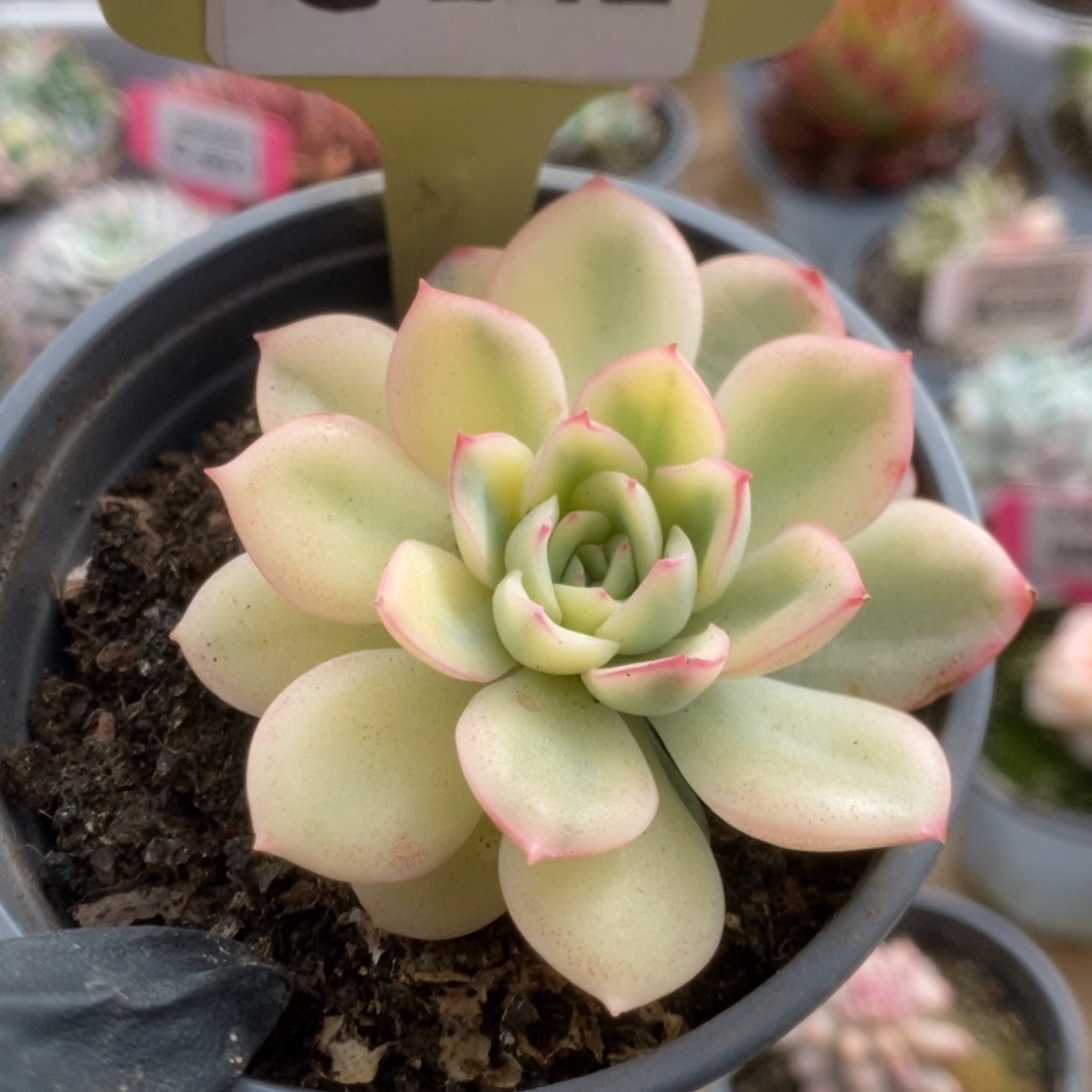 672雨燕座锦锦锦锦锦