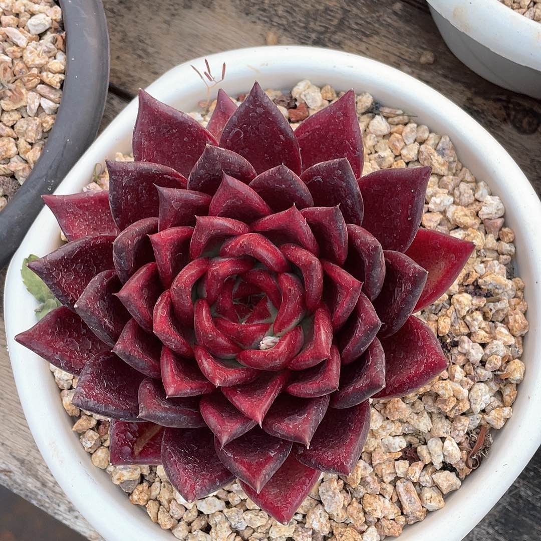 L****F多肉植物一物一拍