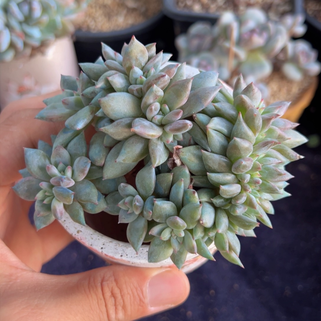 新年快乐 新年快乐