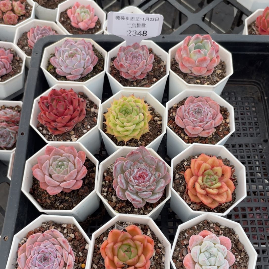 不包整散 盆子不售后2348