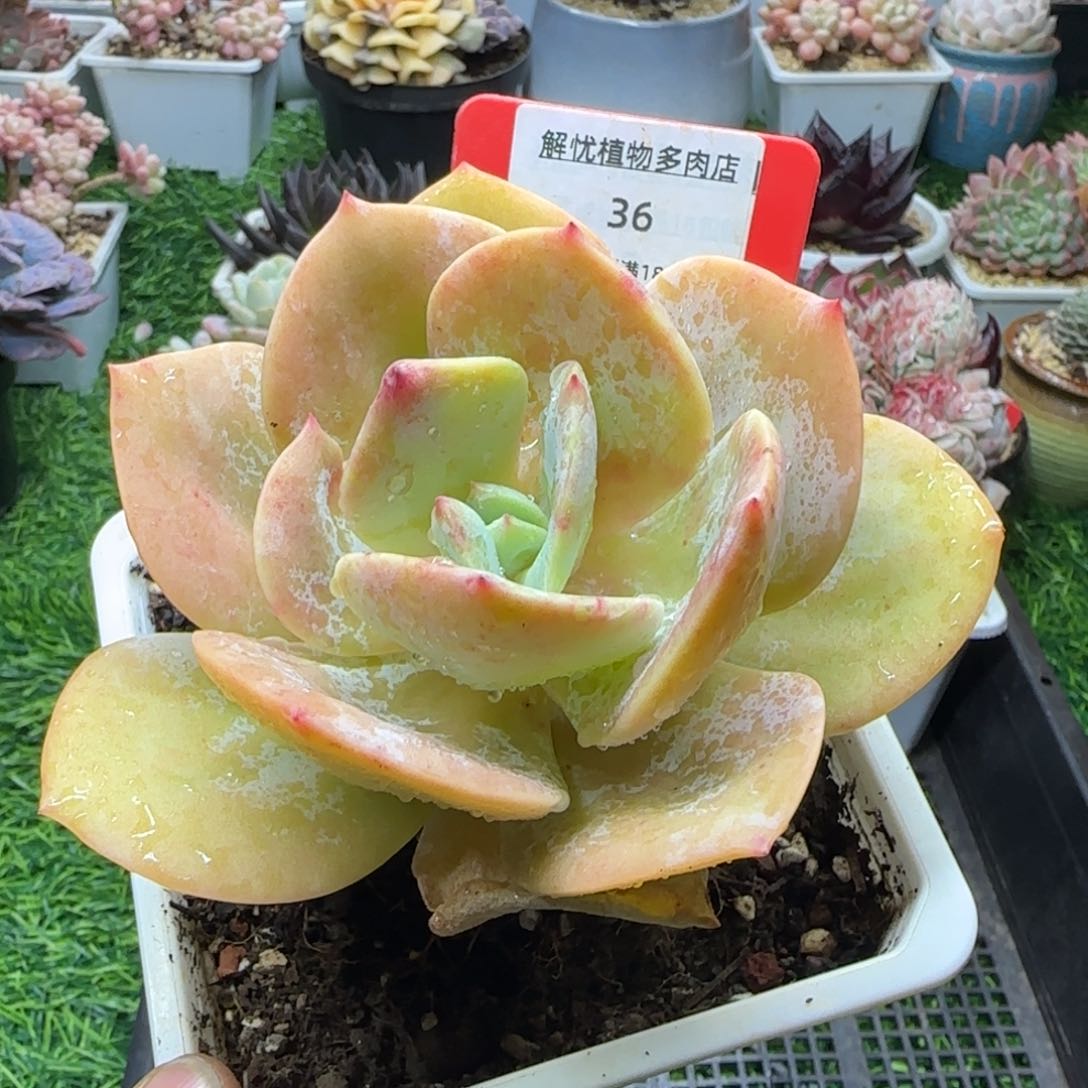 解忧植物多肉编号36