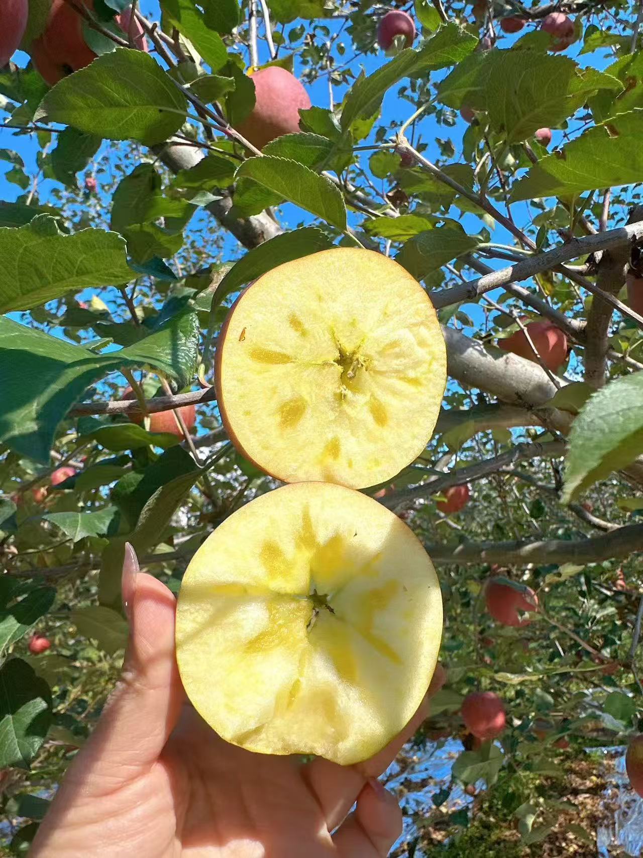 汉源冰糖心苹果当季新鲜脆甜多汁水果