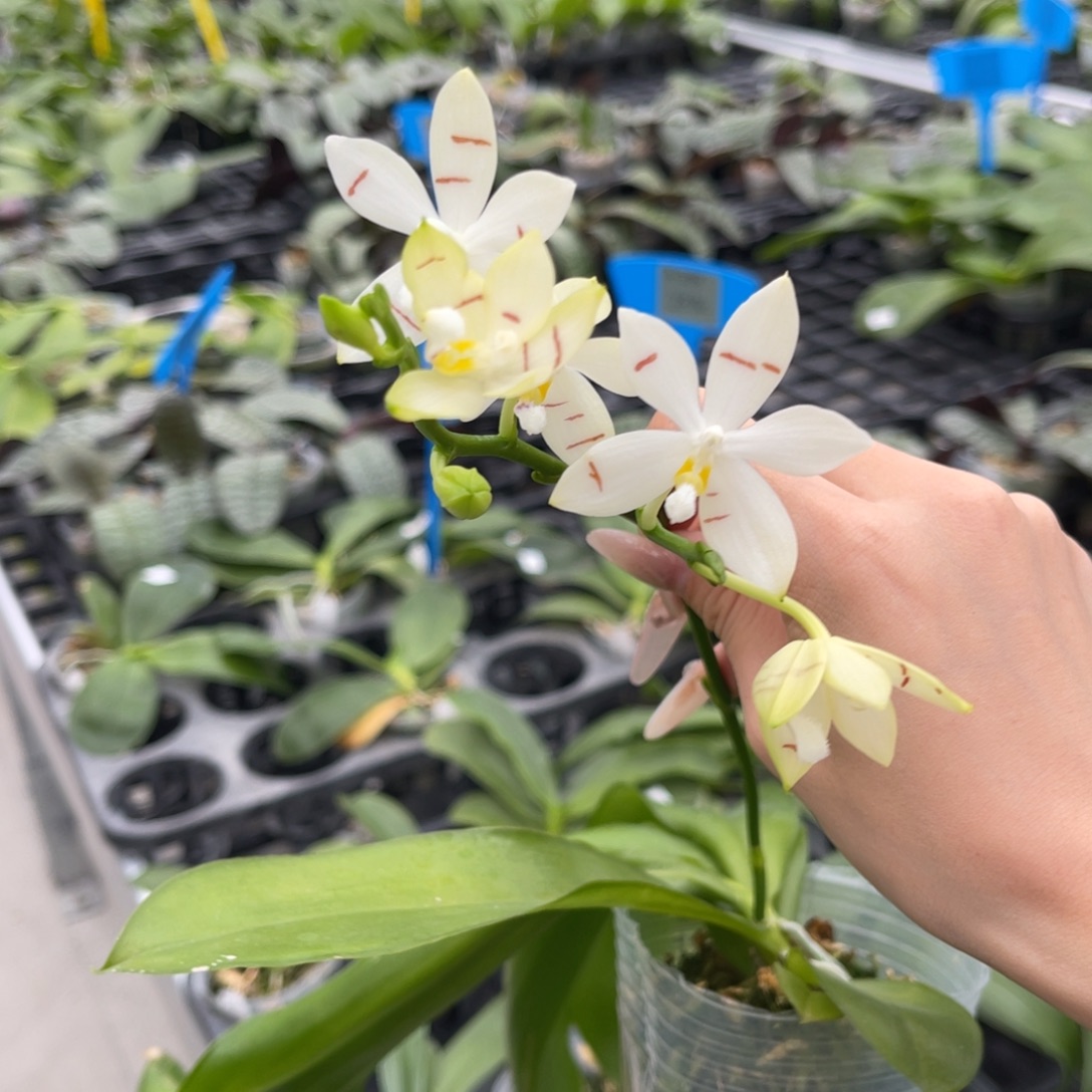 完全开放蝴蝶兰原生