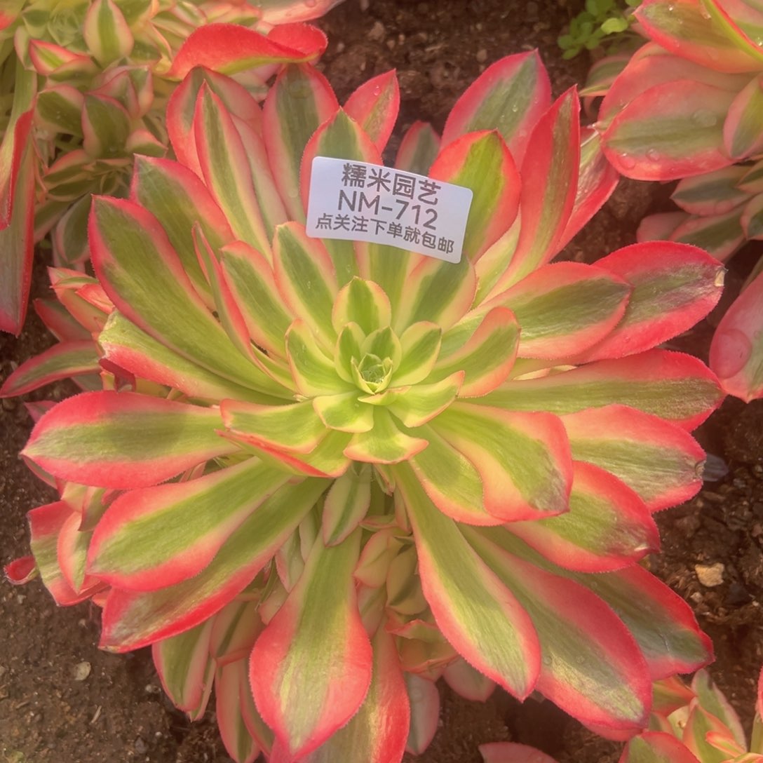 粉女巫多肉植物712