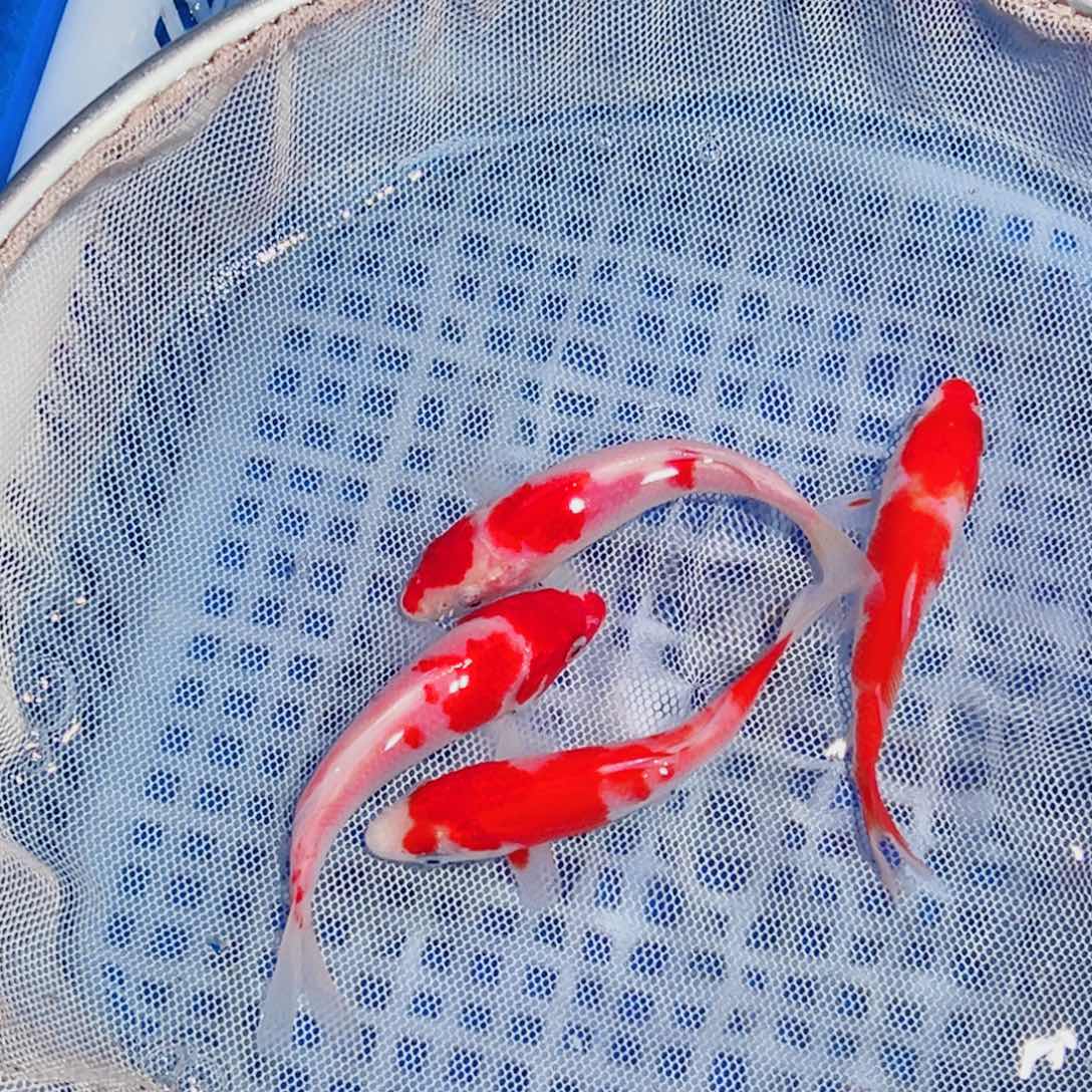 锦鲤锦鲤观赏鱼1111