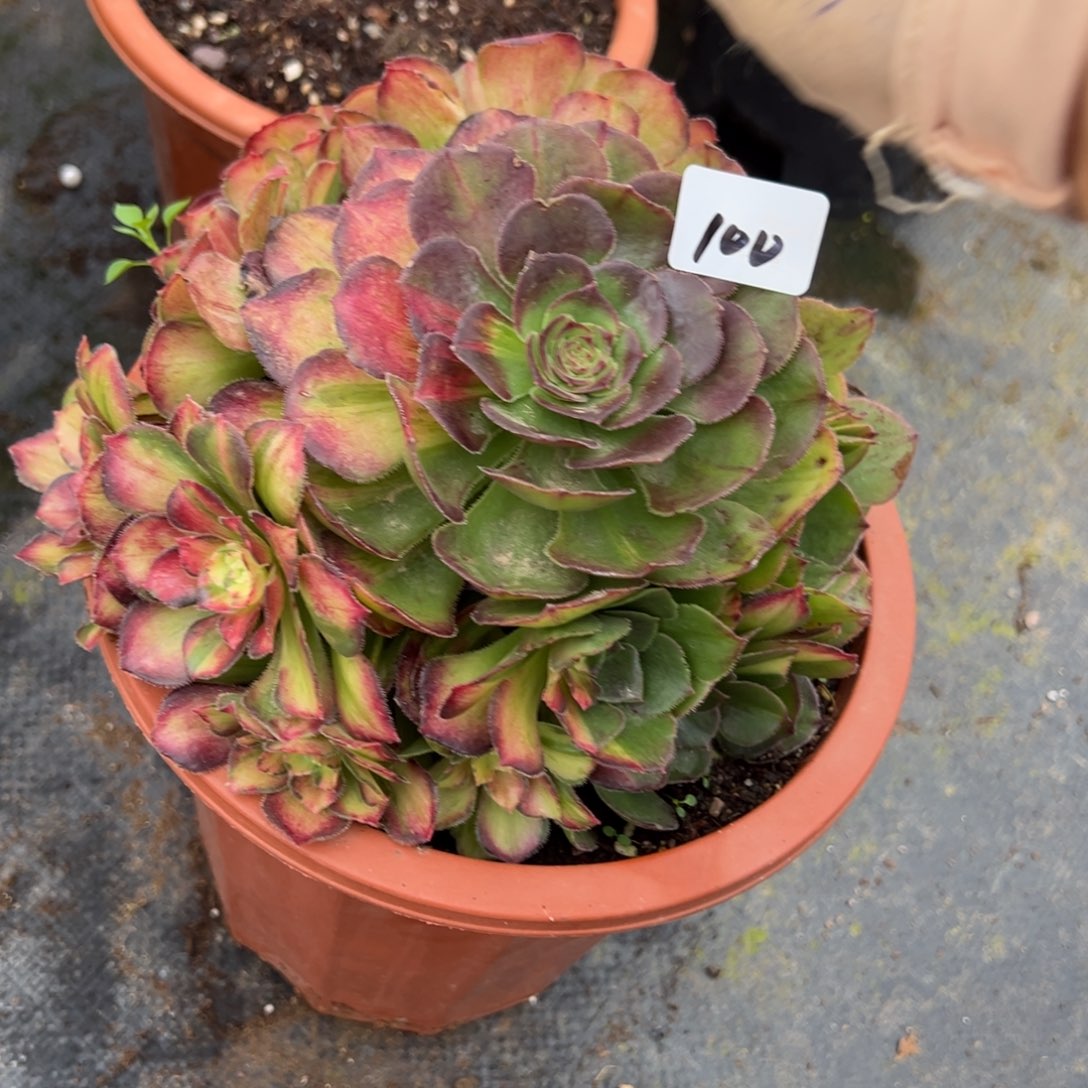 100龙鳞多肉椅子多肉系