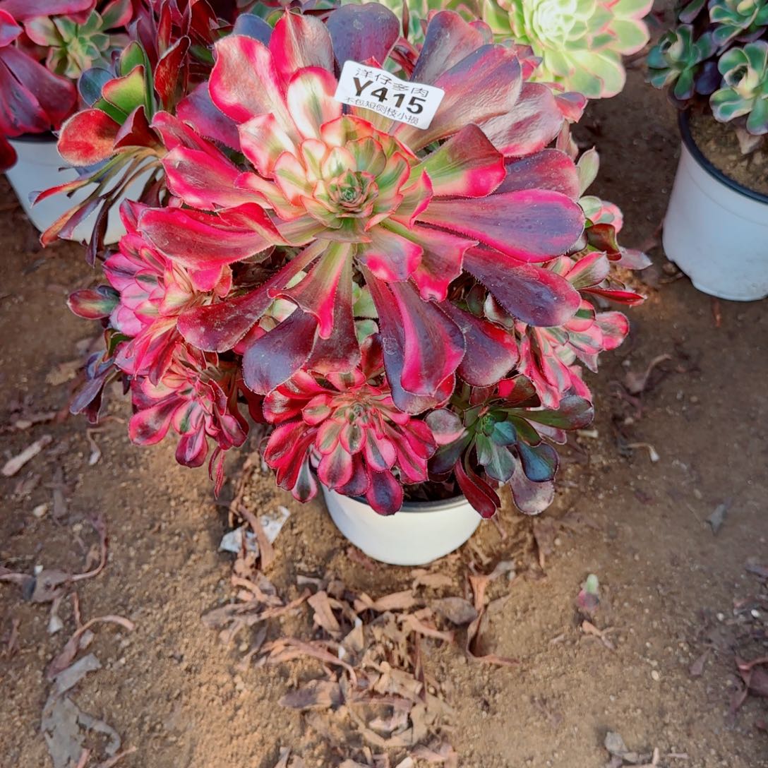 花蝴蝶法师415冠幅22