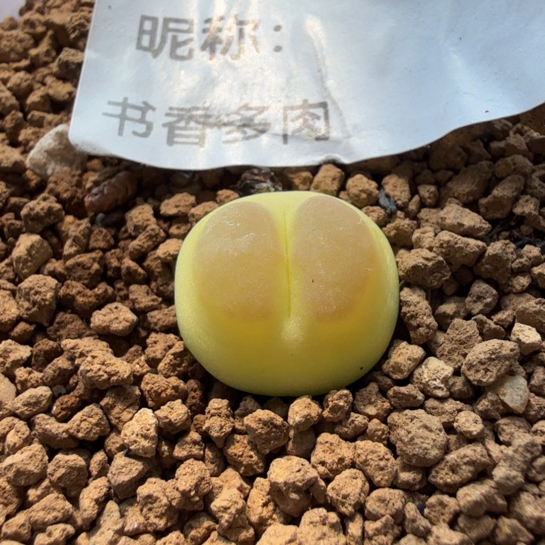 拉登 1.5 尺寸多肉植物
