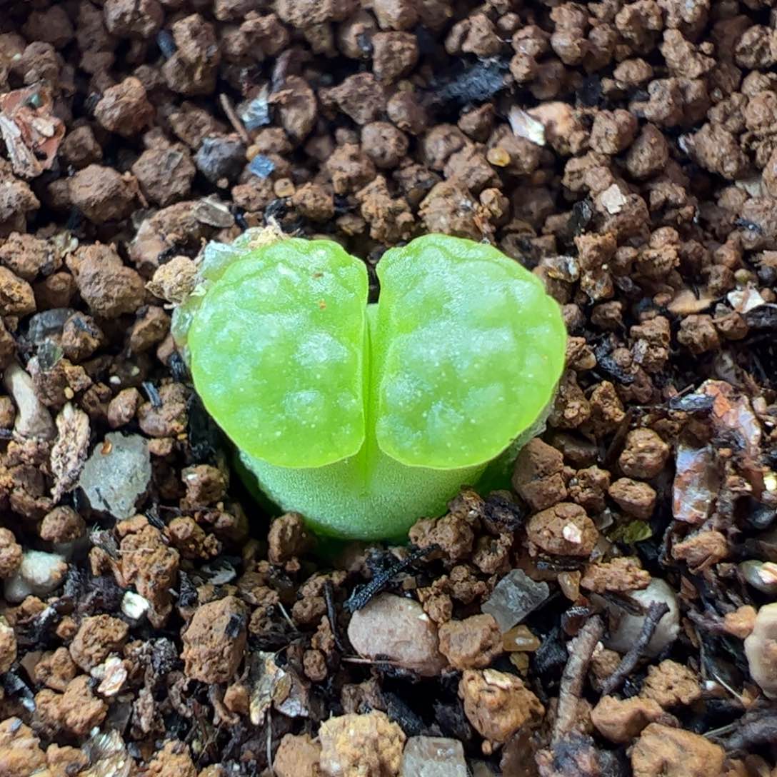 磁铁多肉植物百科