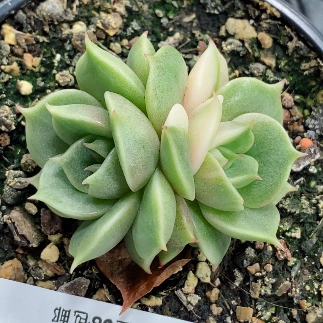 266贝加尔湖锦    小方花圃一物一拍