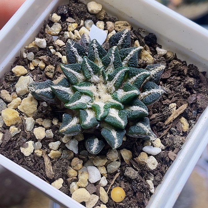 象足黑牡丹自根养定带盆发货3.9公分