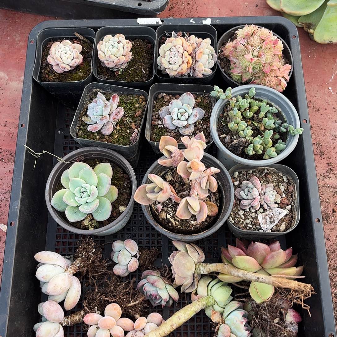 多肉植物框拍三零号