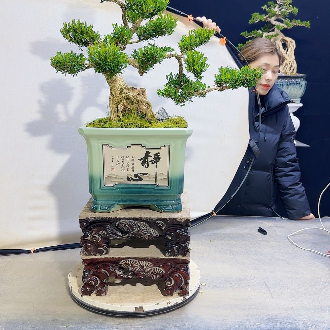 高端黄杨盆景艺术