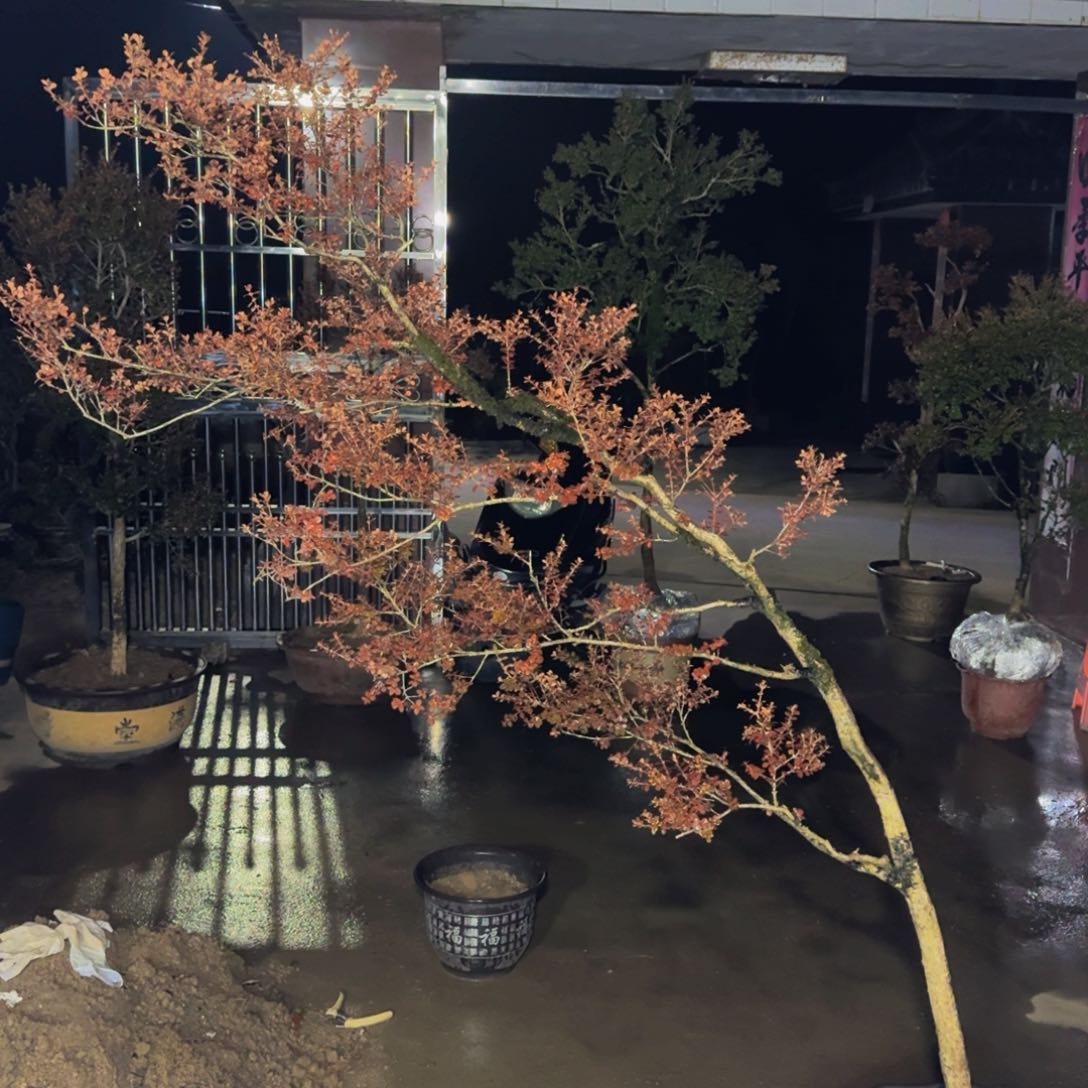 完全开放藏*斋安徽珍珠黄杨