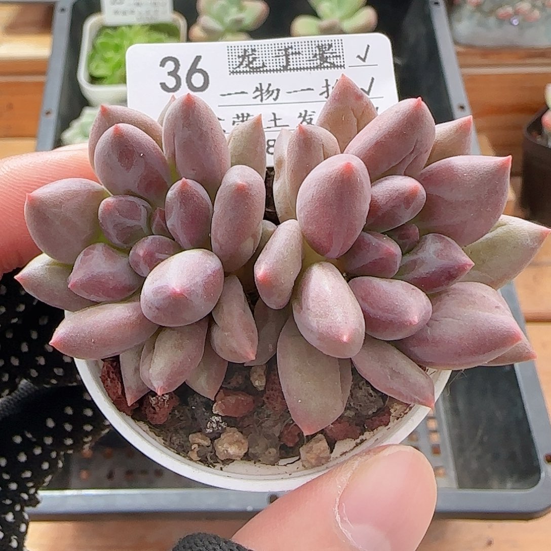 多肉0808-36红蜻蜓