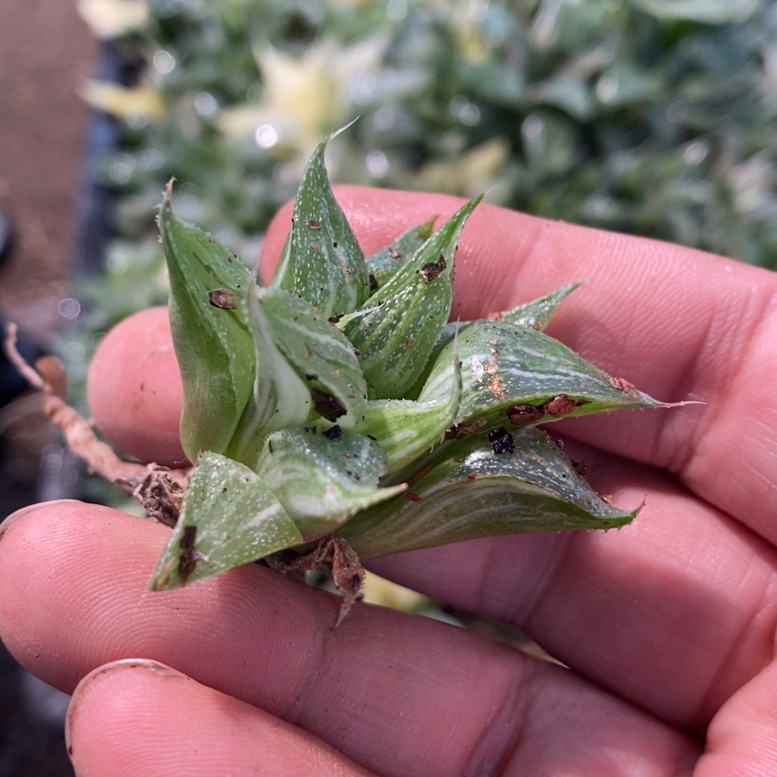 有***无1939 一颗福利。   