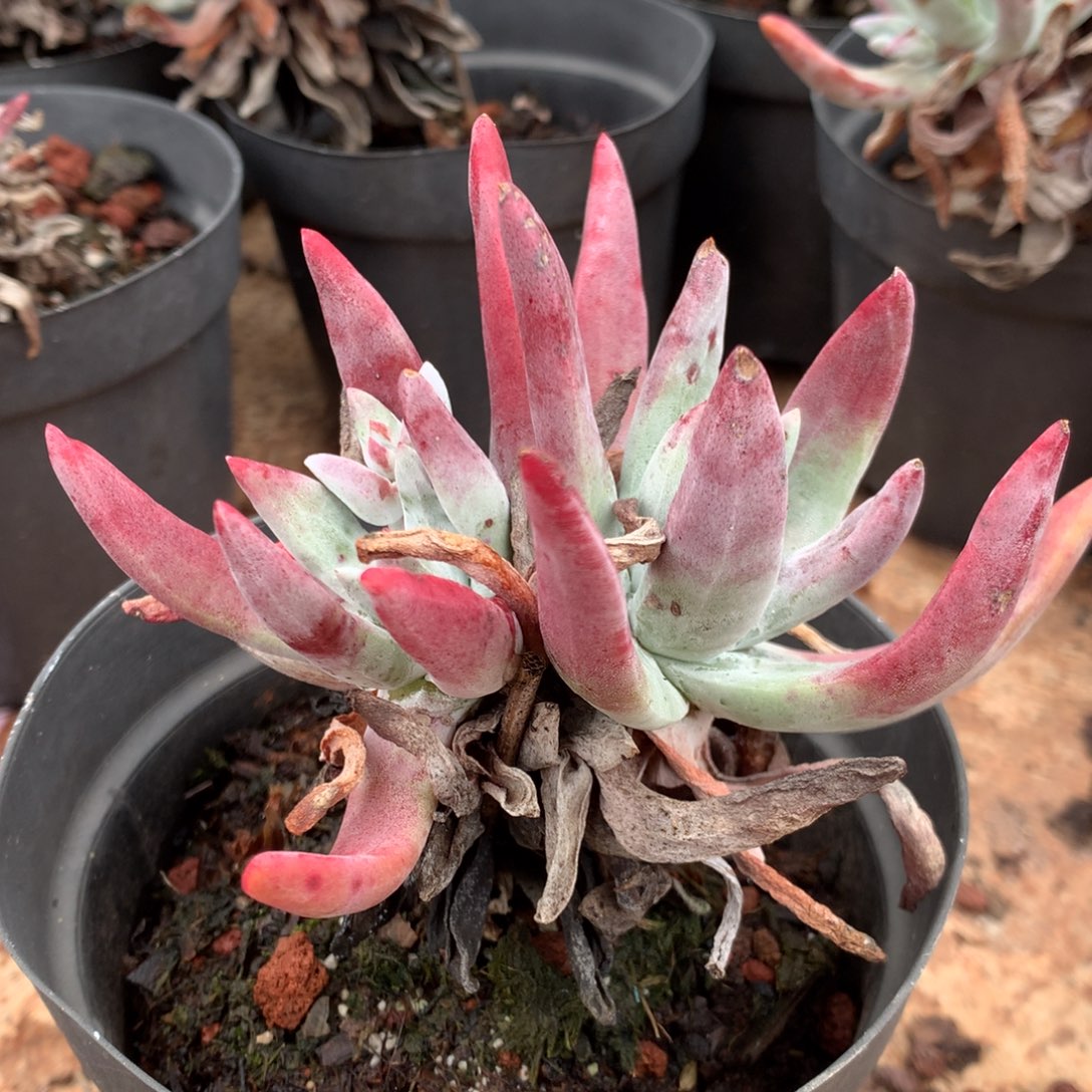 初霜，2月8日发货多肉