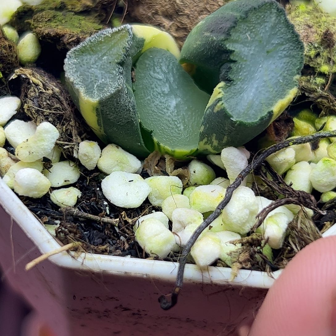 巨窗万象锦十二卷多肉