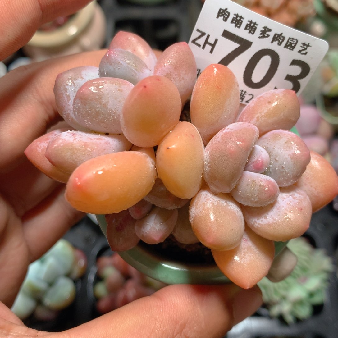 5CM拇指盆精控多肉ZH703