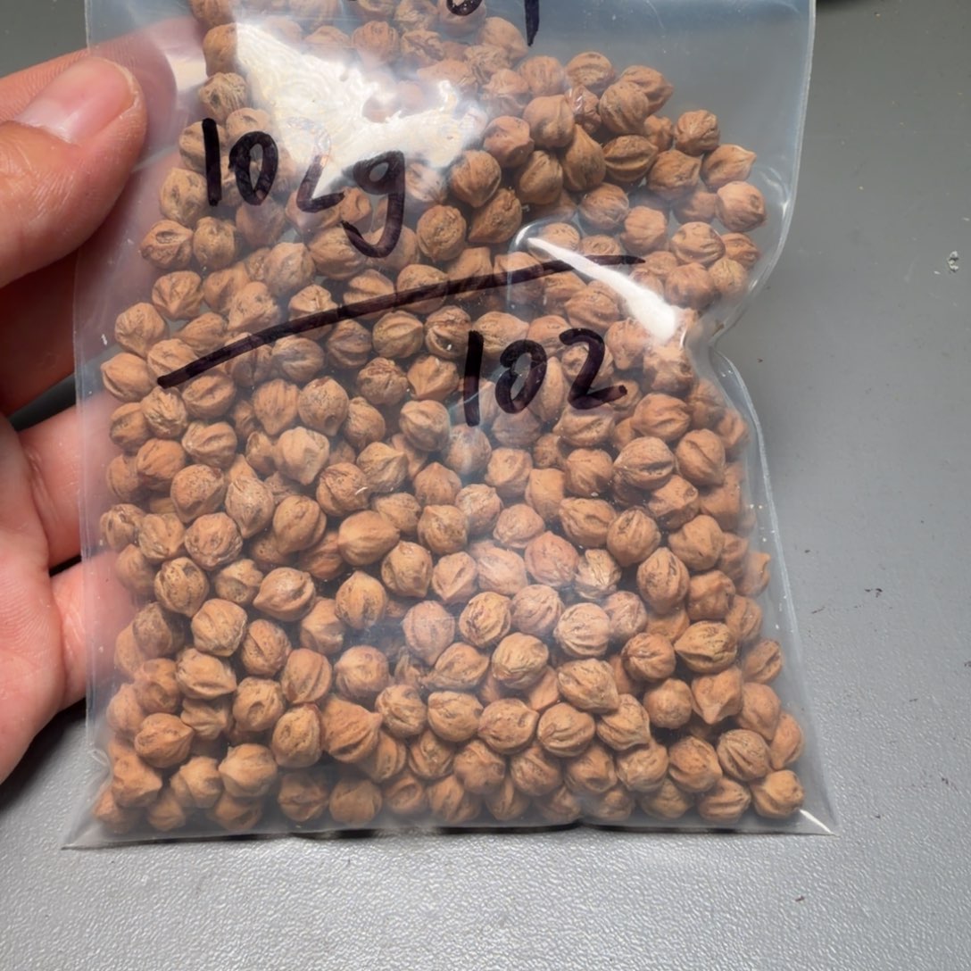 吊坠柏香籽/百香籽乔**山