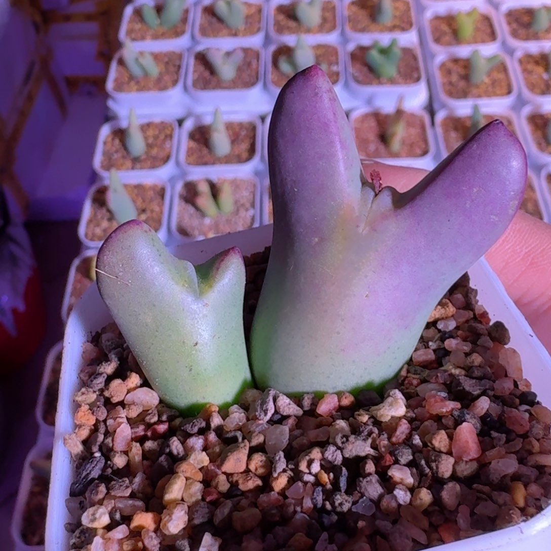 多肉..............