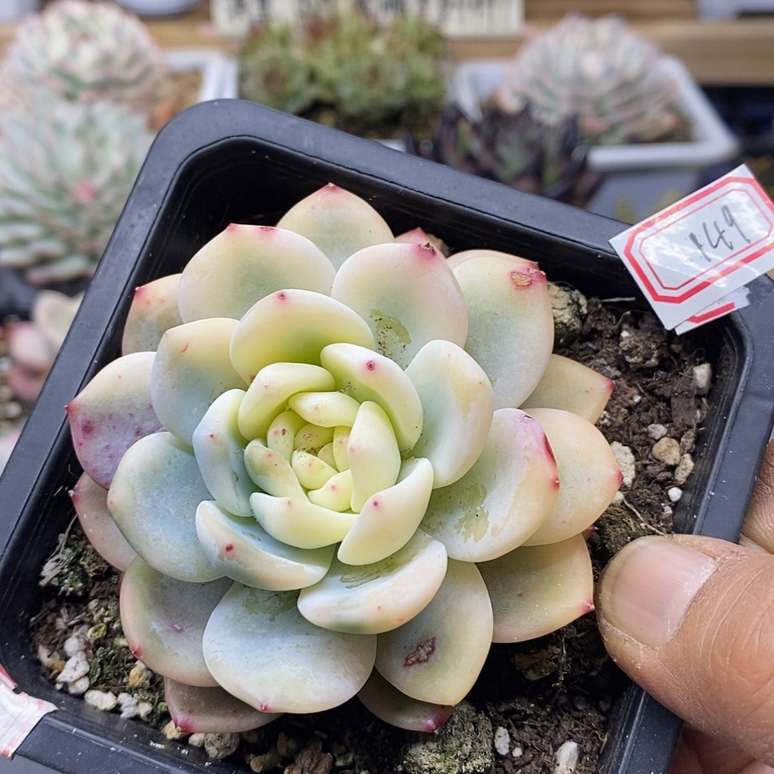 24149 橙梦露宽锦