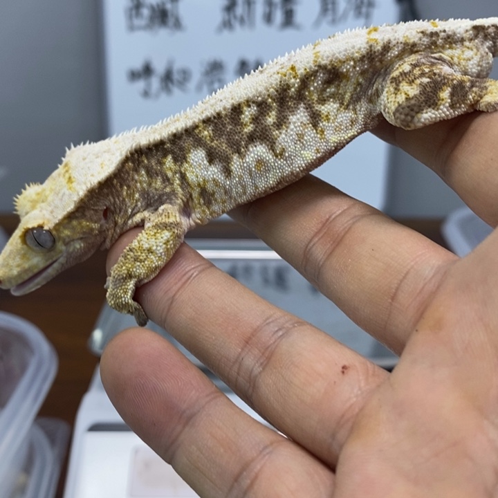 睫角守宫2025.12,14五十八