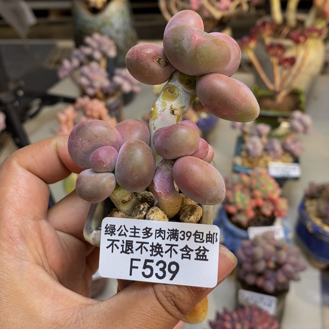 539芒果奶kk奶多肉5c m