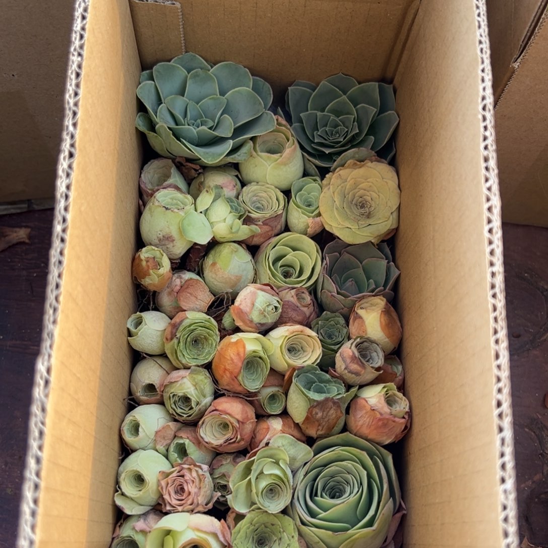 E***福杨510 山地玫瑰清货福利不售后