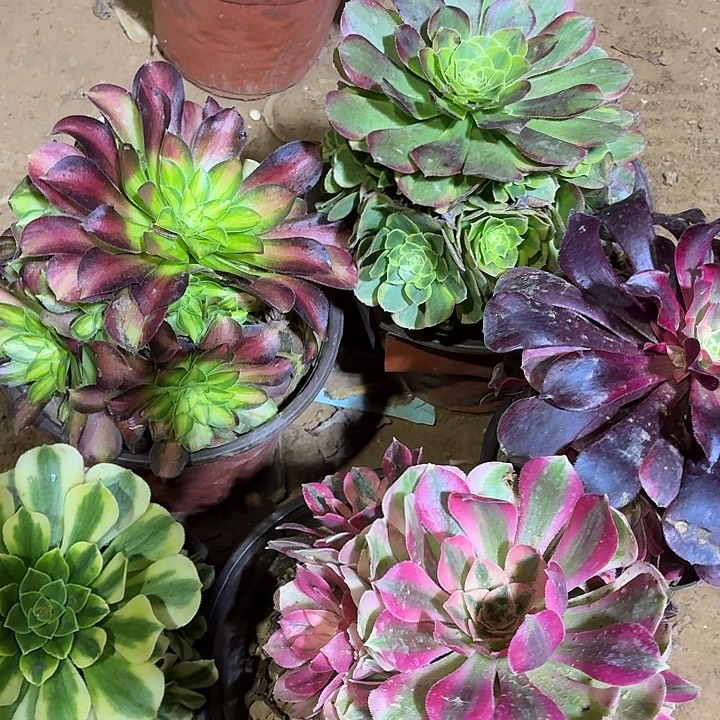 5颗组合套餐脱土19.8